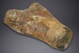 Fossil Sauropod (Camarasaurus) Humerus w/ Metal Stand - Colorado #350503-6